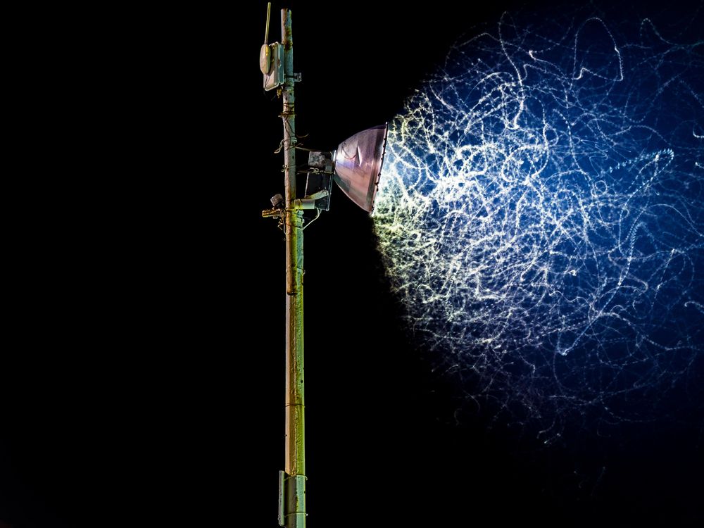 Illuminating the Night: How Artificial Light Confuses the Insect World