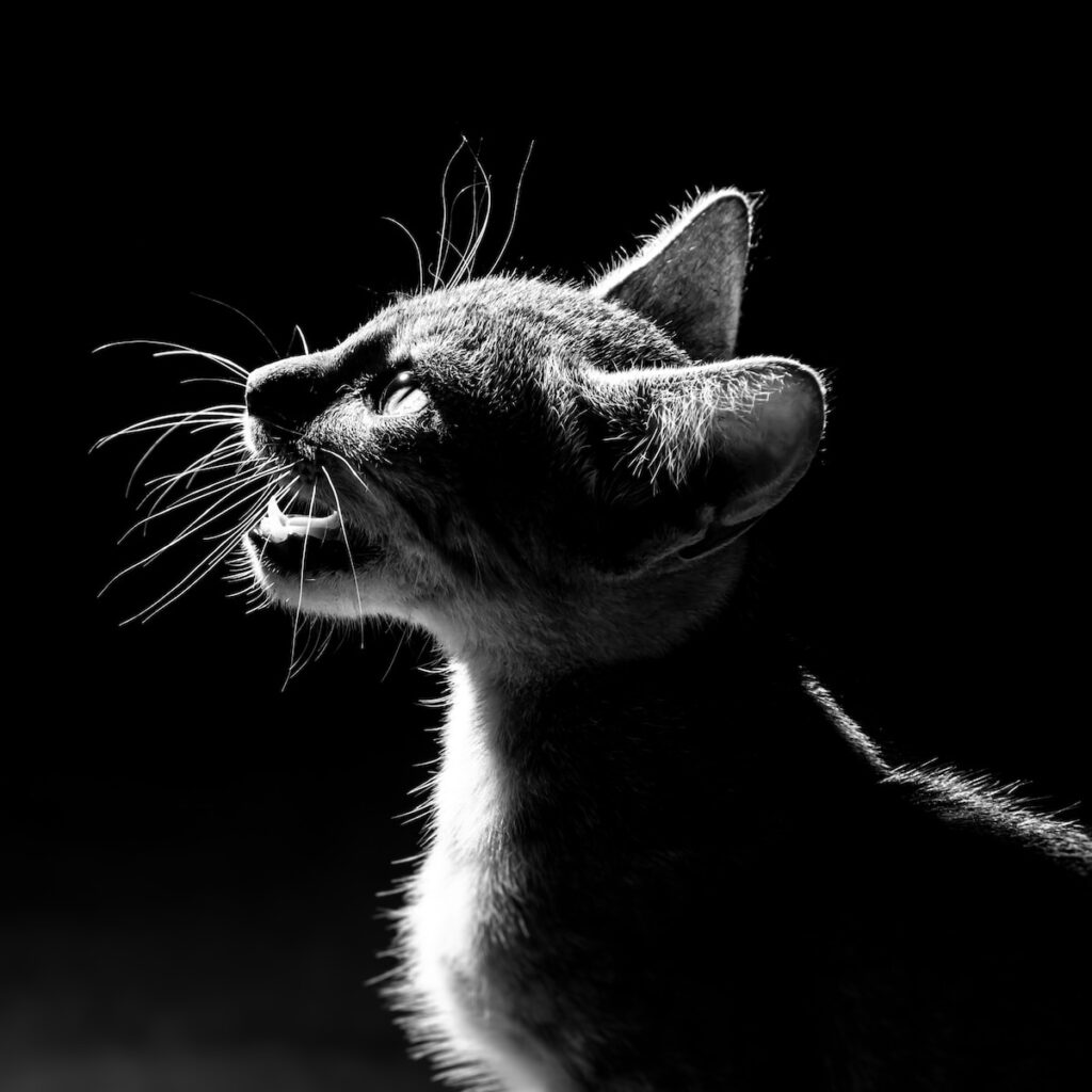 How to prevent cats from meowing at night?