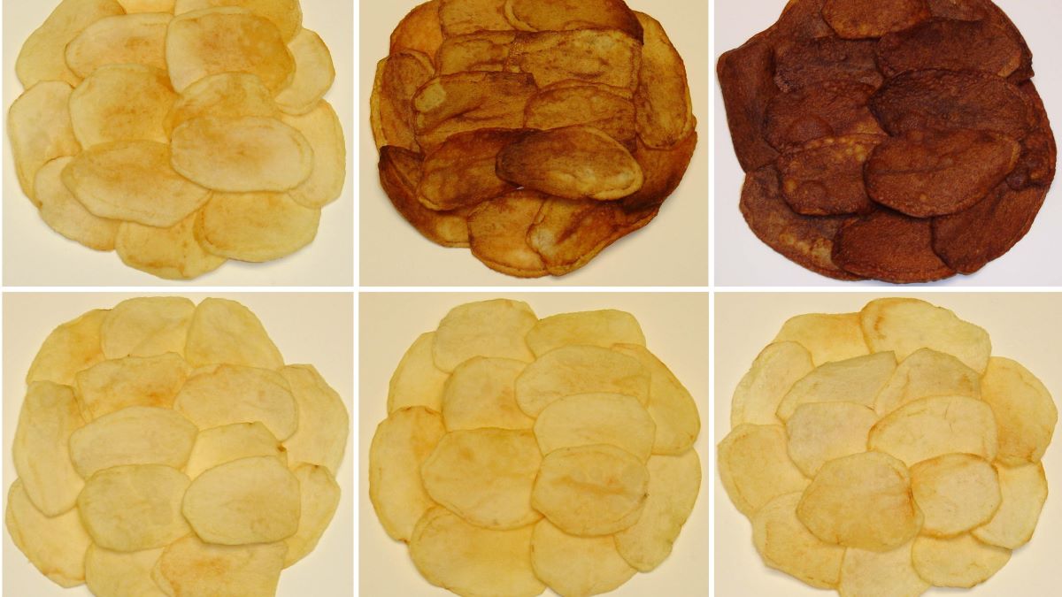 Turning off a Gene in Potatoes ：Potato Chips with Less Carcinogens