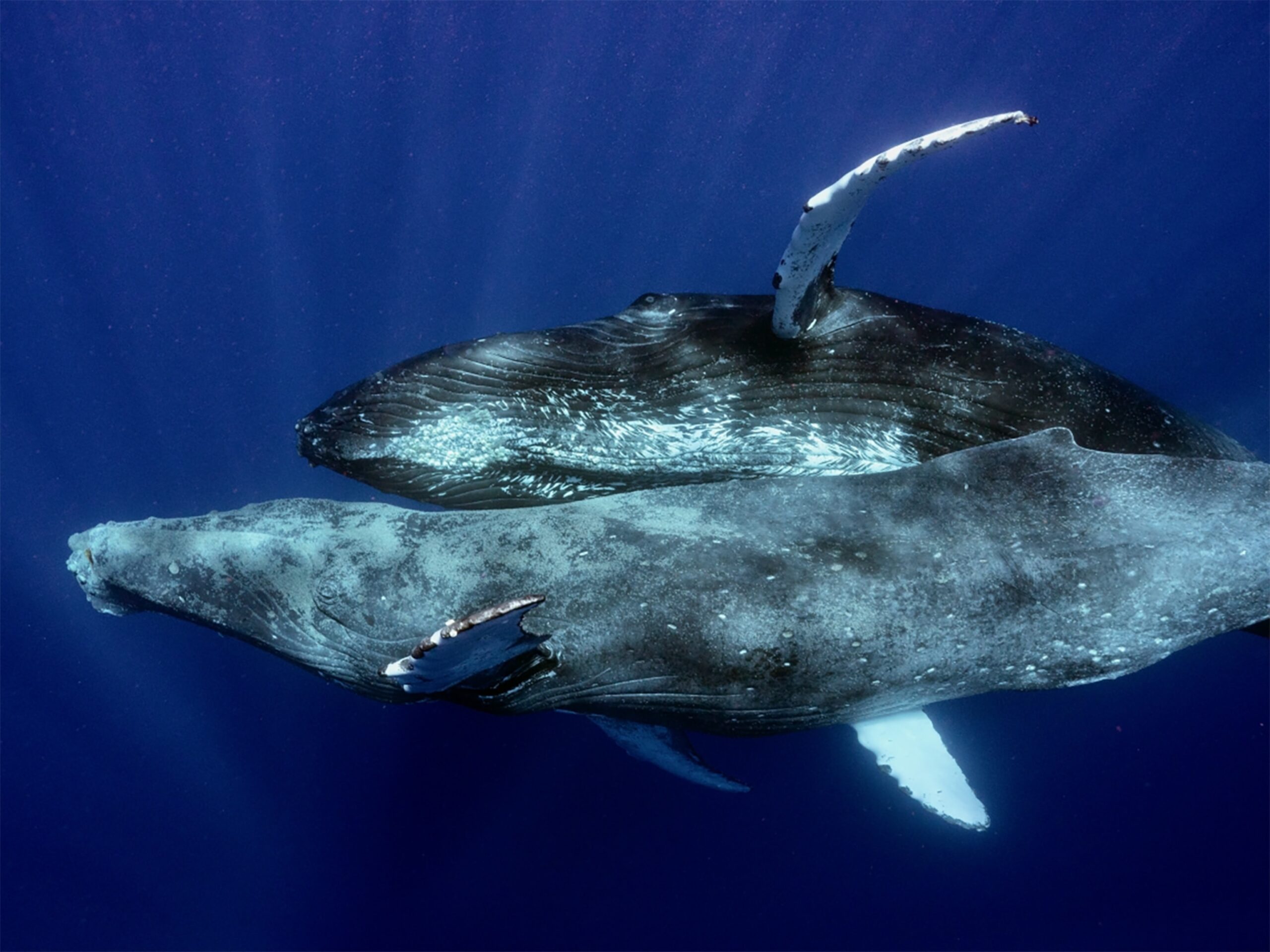 A Breakthrough in the Deep: Humpback Whales’ Same-Sex Behavior Documented for the First Time