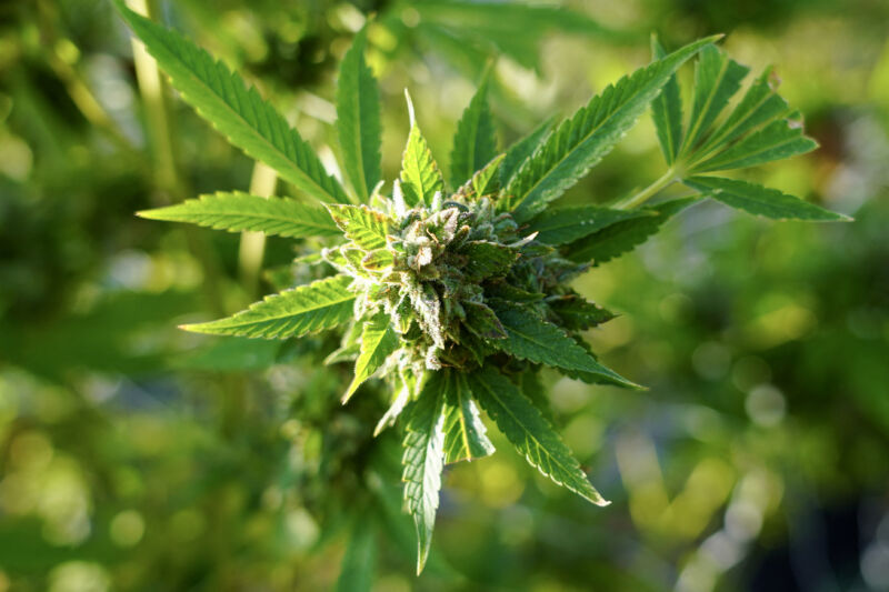 Marijuana Use and the Increased Risk of Heart Disease: A Closer Look at Recent Findings Marijuana Use and the Increased Risk of Heart Disease: A Closer Look at Recent Findings