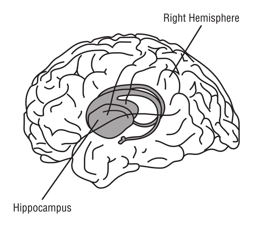 The Hidden Influence of Western Diets on Memory: A Deep Dive into the Latest Research