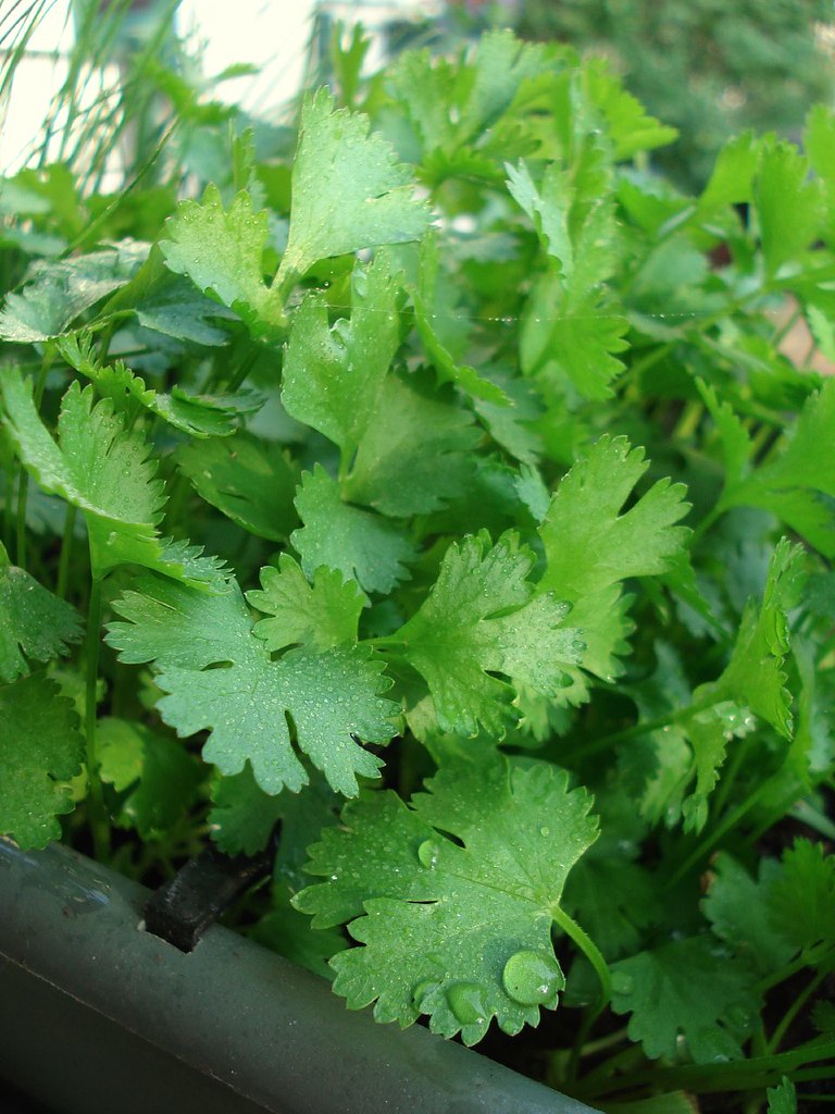 The Towering Herb: Unraveling the Mystery of Sky-High Cilantro