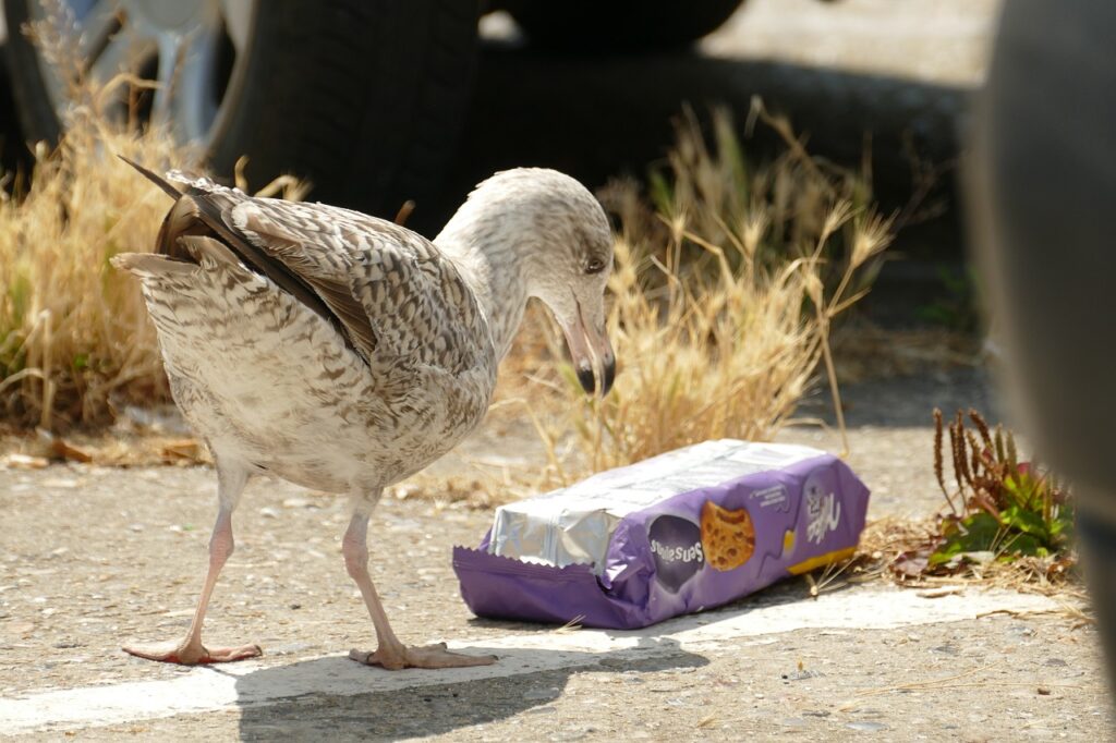 Microplastics’ Menace: Escaping the Gut to Invade the Brain