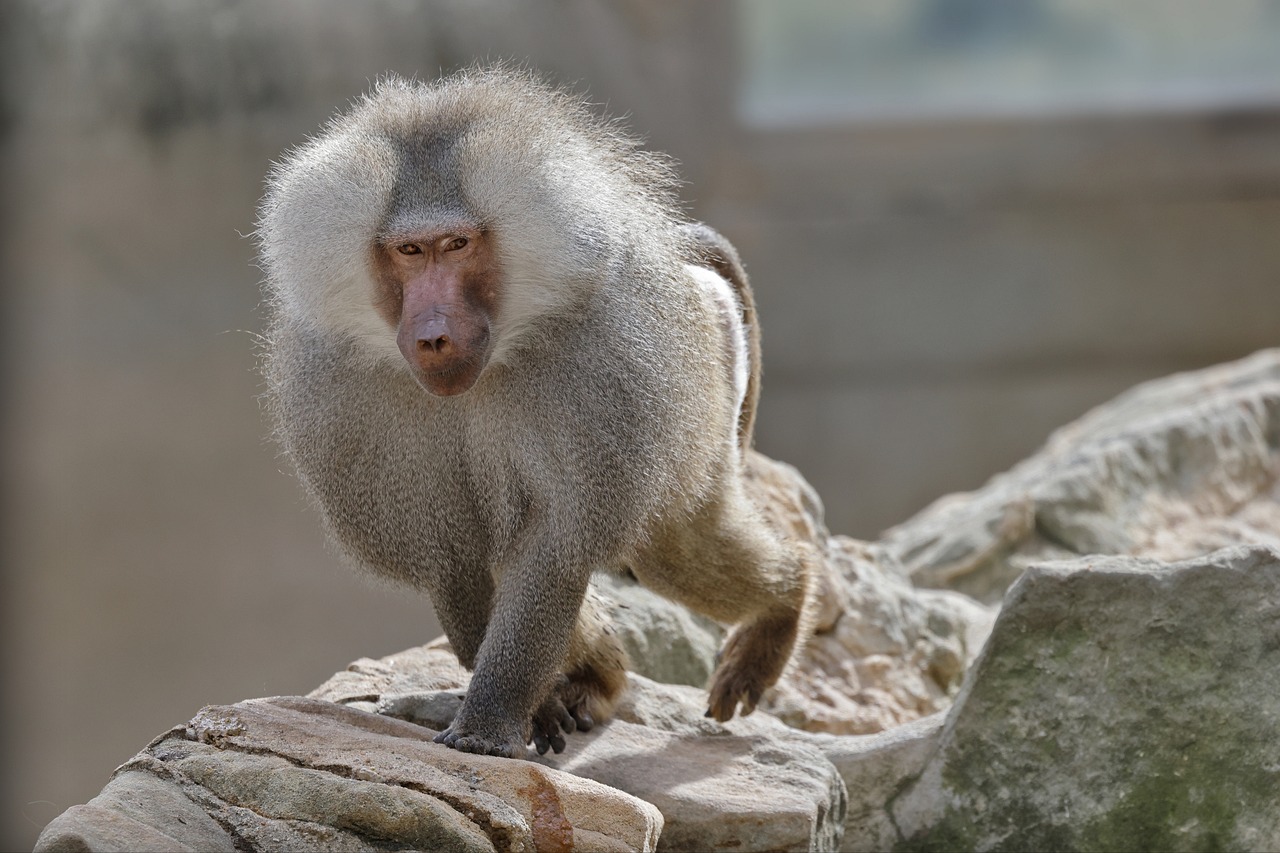 The Ingenious Baboon Salt Trap: Unveiling Water Sources in Arid Lands ...