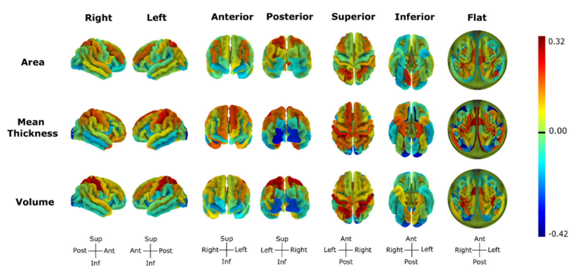 Unlocking The Mysteries Of Brain Sex Differences A Deep Dive Into Morphology Hotdailys 8562