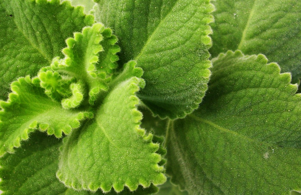 From Tiny Seeds to Lush Oregano Gardens: The Joy of Growing Your Own Herbs