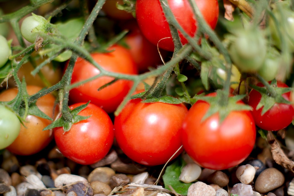 Tomato & Cucumber Timing Troubles: A Gardener’s Guide to Perfect Planting