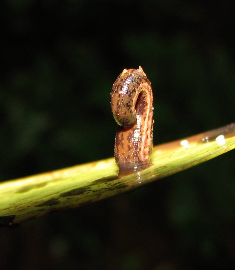 Revolutionizing Blood Sampling: The Leech-Inspired Device Changing the Game