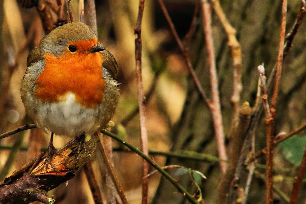 The Curious Case of Robins: Feathered Friends or Fervent Followers?