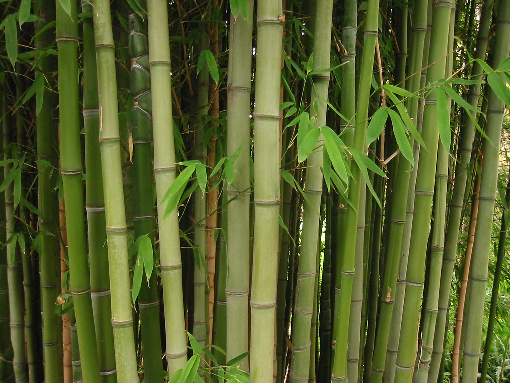 Taming the Wild Bamboo: Eco-Friendly Strategies for a Peaceful Backyard