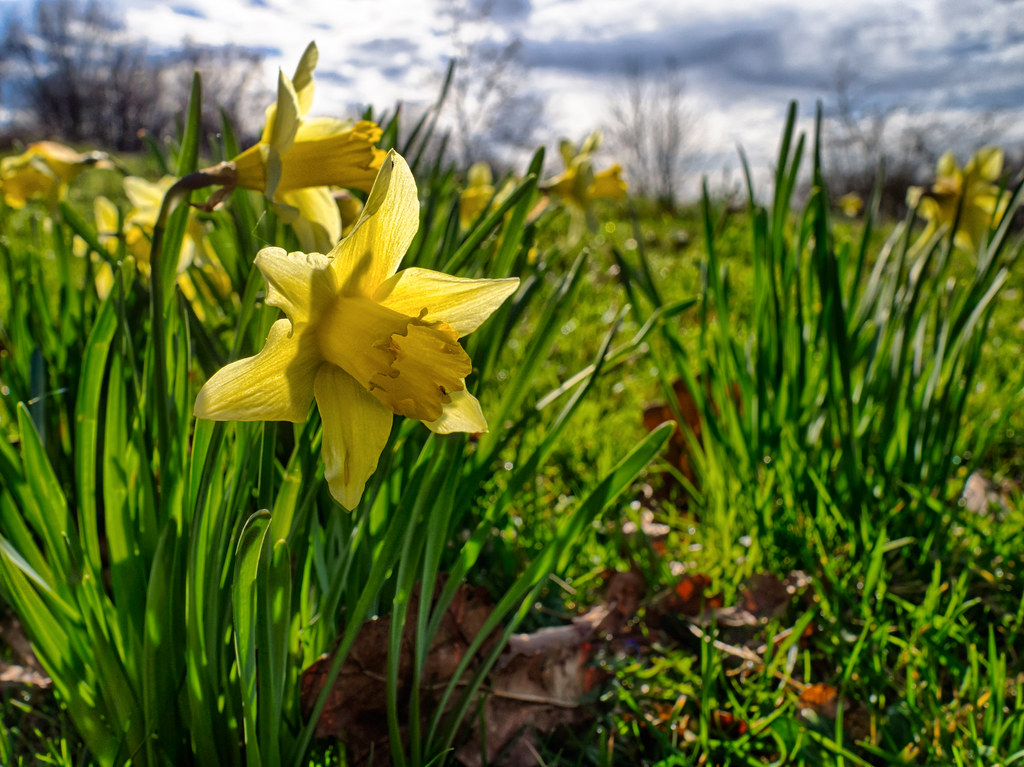 Dancing with Daffodils: A Legacy of Blooms and Memories