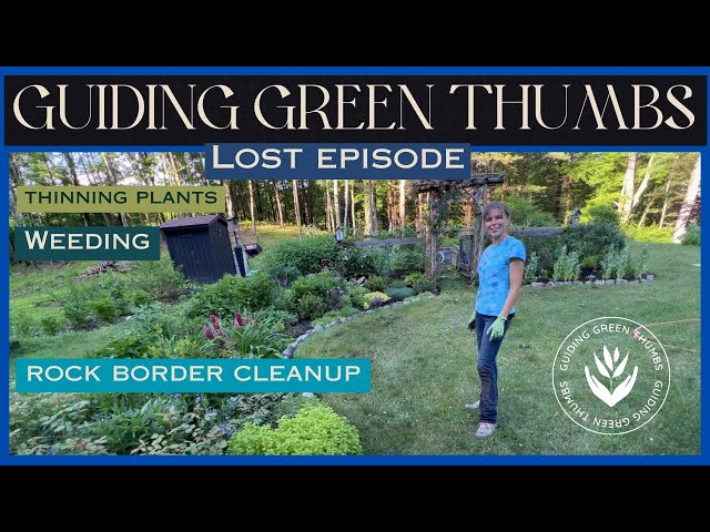 Green Thumbs Up: My Container Garden’s Lush Leap from Last Year