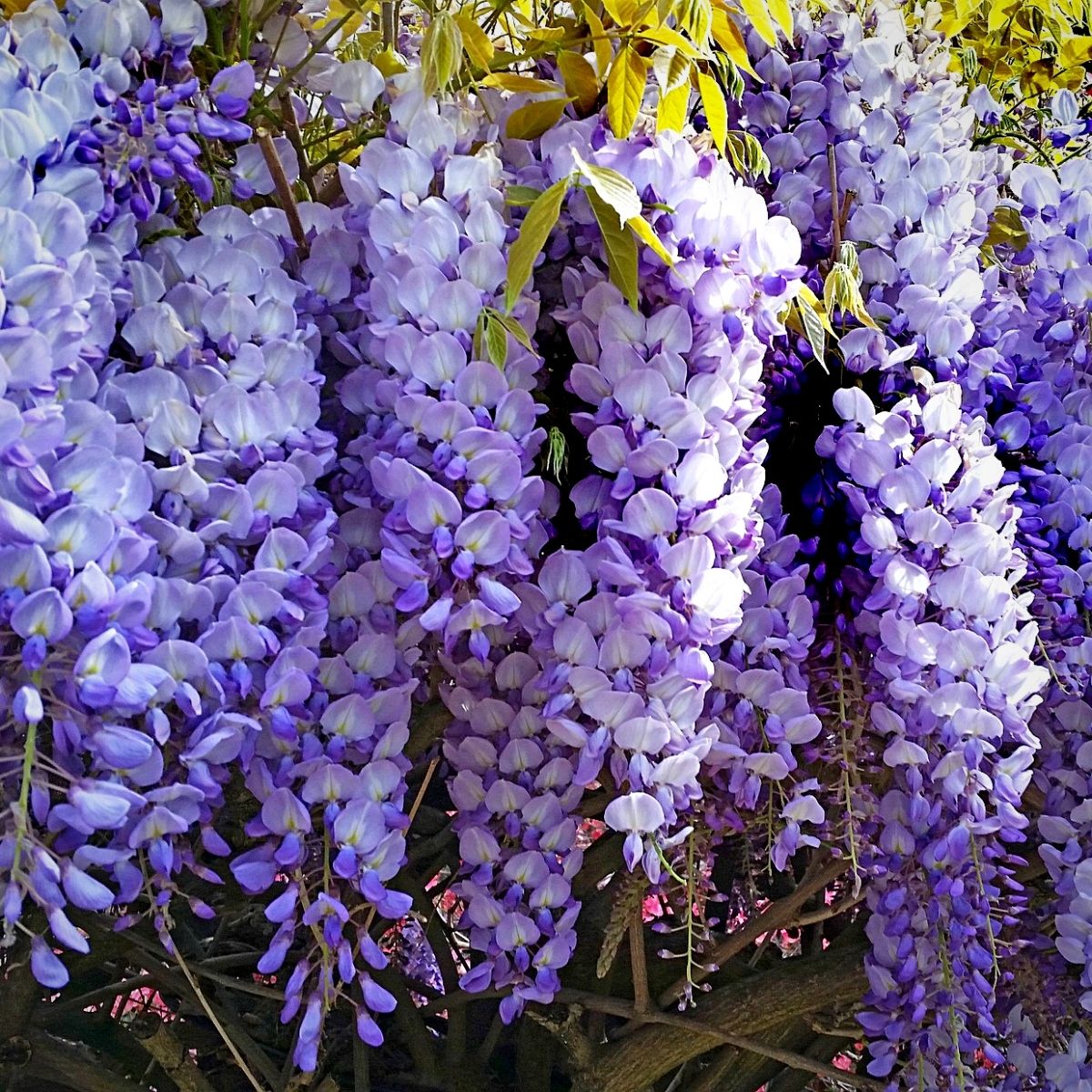 The Charm of Native Wisteria: Crafting a Blooming Masterpiece