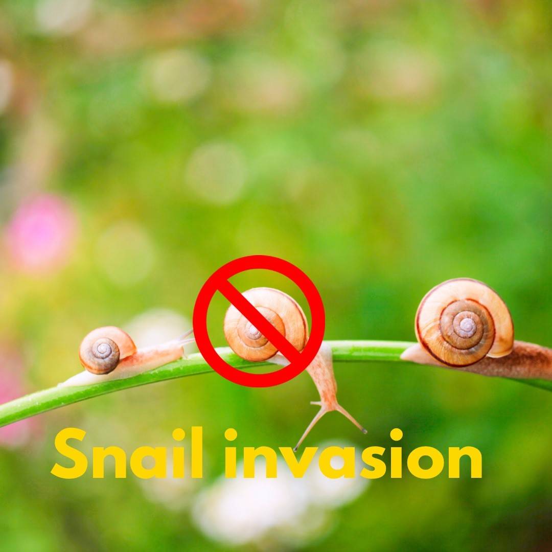 The Great Snail Siege: Protecting Your Garden from Slimy Invaders