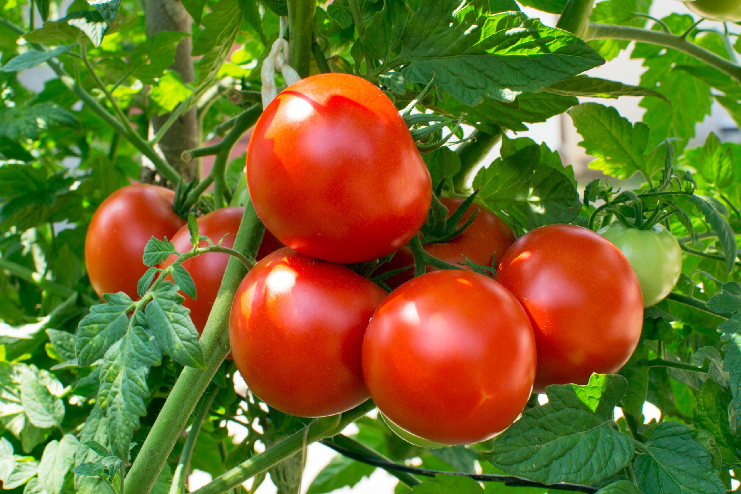 The Luxurious Lure of Homegrown Tomatoes: An Ode to Expensive Vegetables