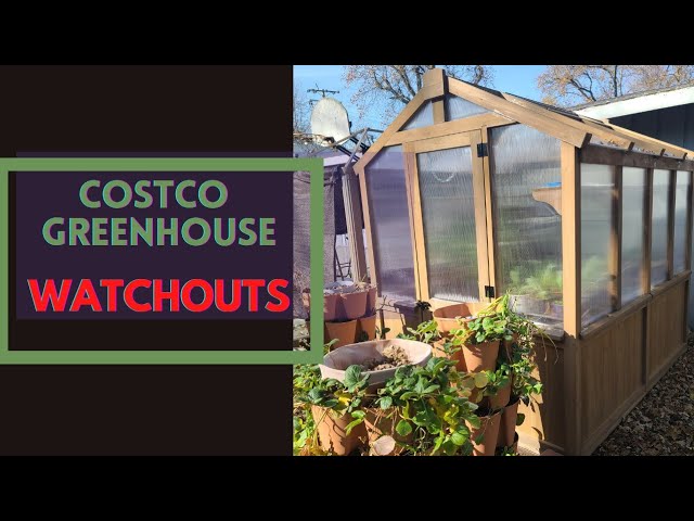 Your Guide to Cultivating Greens Year-Round: The Costco Greenhouse Deal