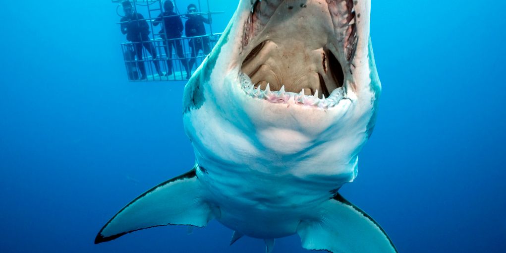 Dive into the Unknown: How a Diver’s Camera Revealed Shark Secrets