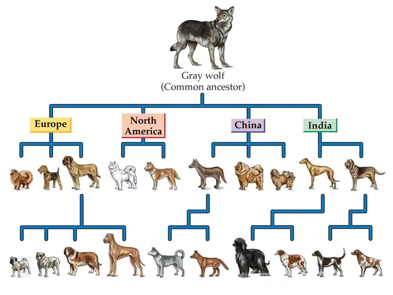From Weasels to Companions: Unraveling the Intriguing Evolution of Dogs