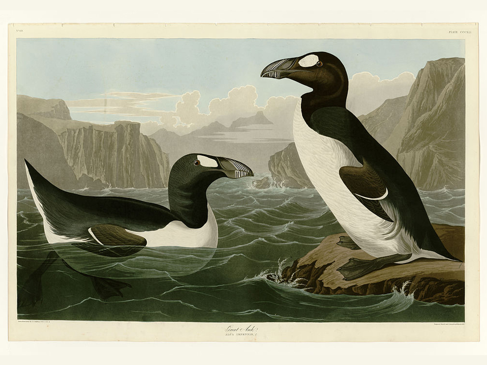 The Heartbreaking Story of the Great Auk: A Stark Reminder of Extinction’s Consequences