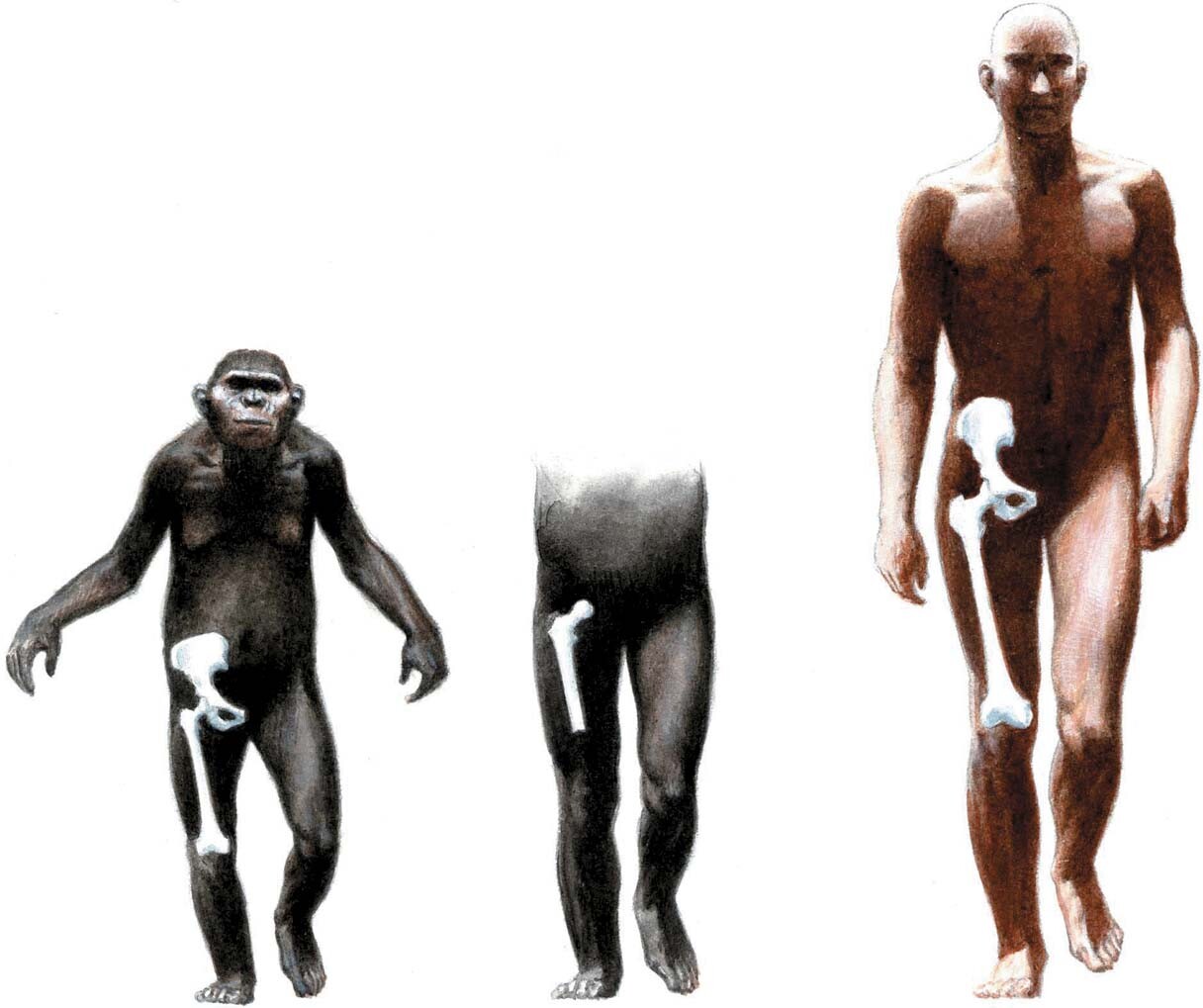 Unraveling the Intriguing Lives of Early Homo Sapiens: A Journey Through Time